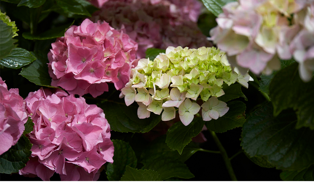 A selection of garden images including pink and green hydrangas