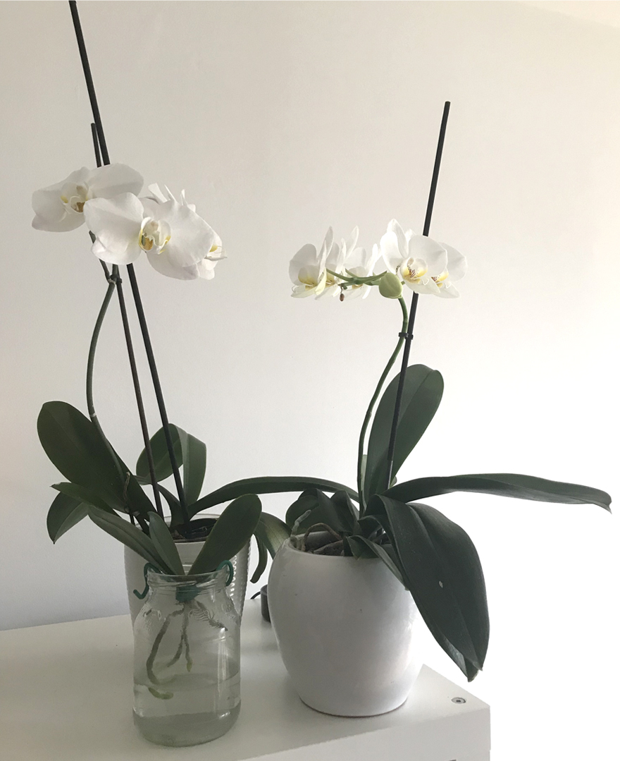 Two white orchids sit in pots at home