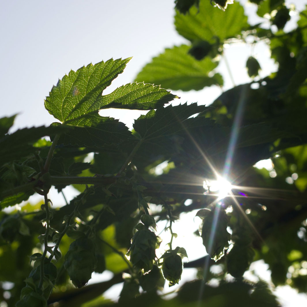 Close-up of a camel cashmere jumper.