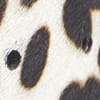 Snow Leopard